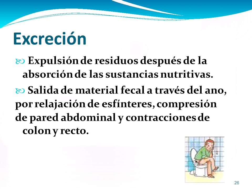 Excreción absorción de las sustancias nutritivas. colon y recto.