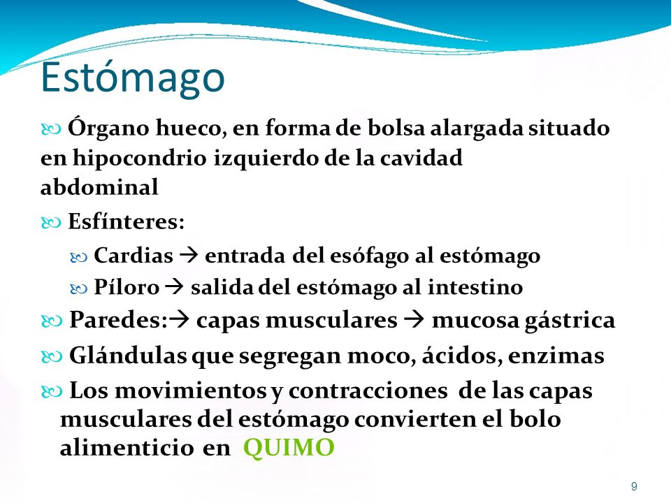 Estómago  Órgano hueco, en forma de bolsa alargada situado en hipocondrio izquierdo de la cavidad abdominal.