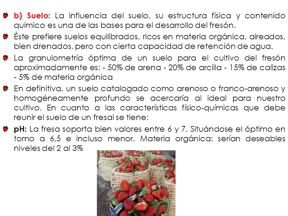 b) Suelo: La influencia del suelo, su estructura física y contenido químico es una de las bases para el desarrollo del fresón.