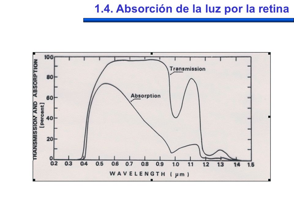 1.4. Absorción de la luz por la retina