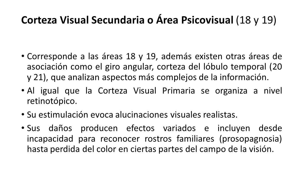 Corteza Visual Secundaria o Área Psicovisual (18 y 19)