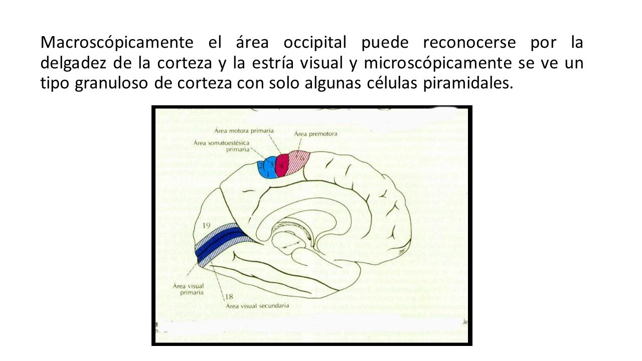 Macroscópicamente el área occipital puede reconocerse por la delgadez de la corteza y la estría visual y microscópicamente se ve un tipo granuloso de corteza con solo algunas células piramidales.