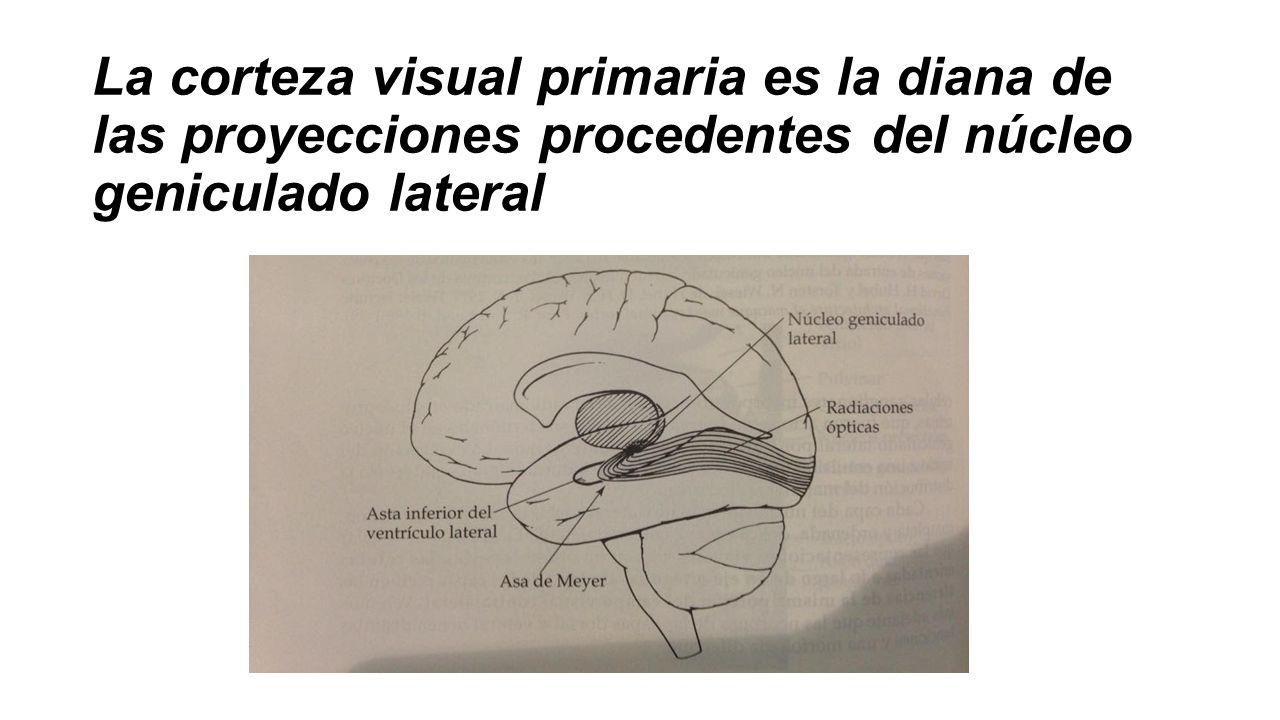 La corteza visual primaria es la diana de las proyecciones procedentes del núcleo geniculado lateral