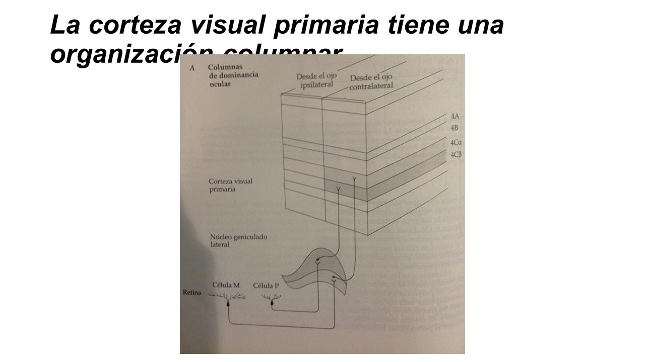 La corteza visual primaria tiene una organización columnar