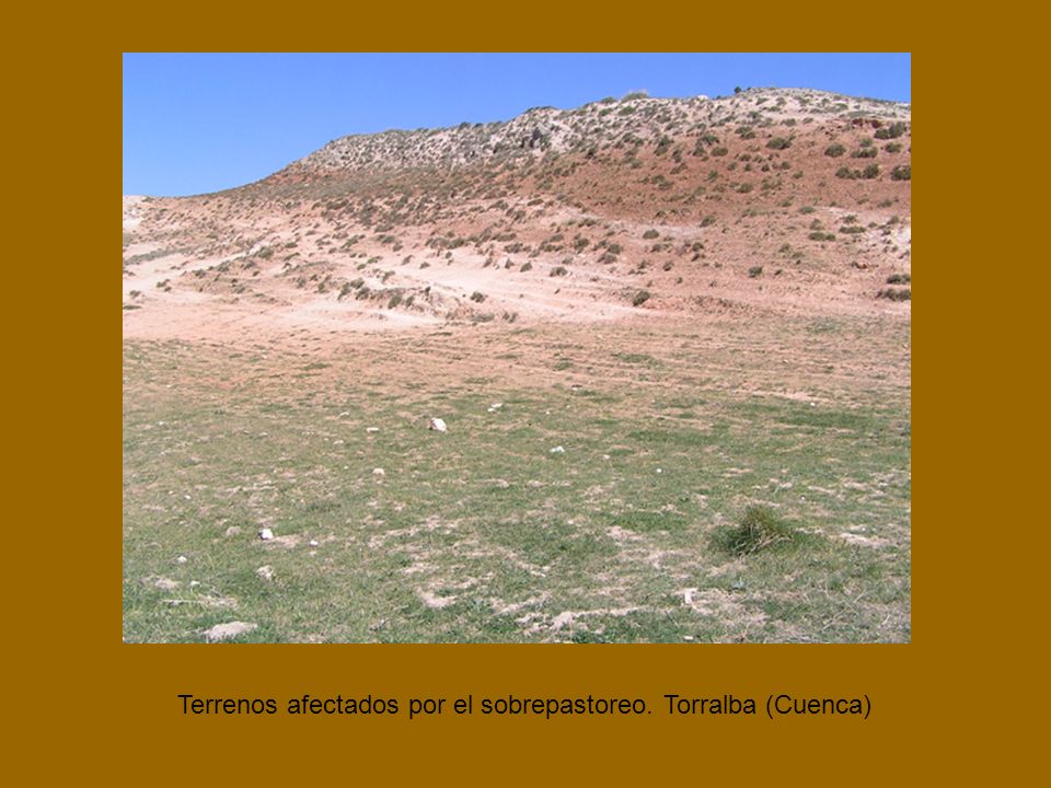Terrenos afectados por el sobrepastoreo. Torralba (Cuenca)