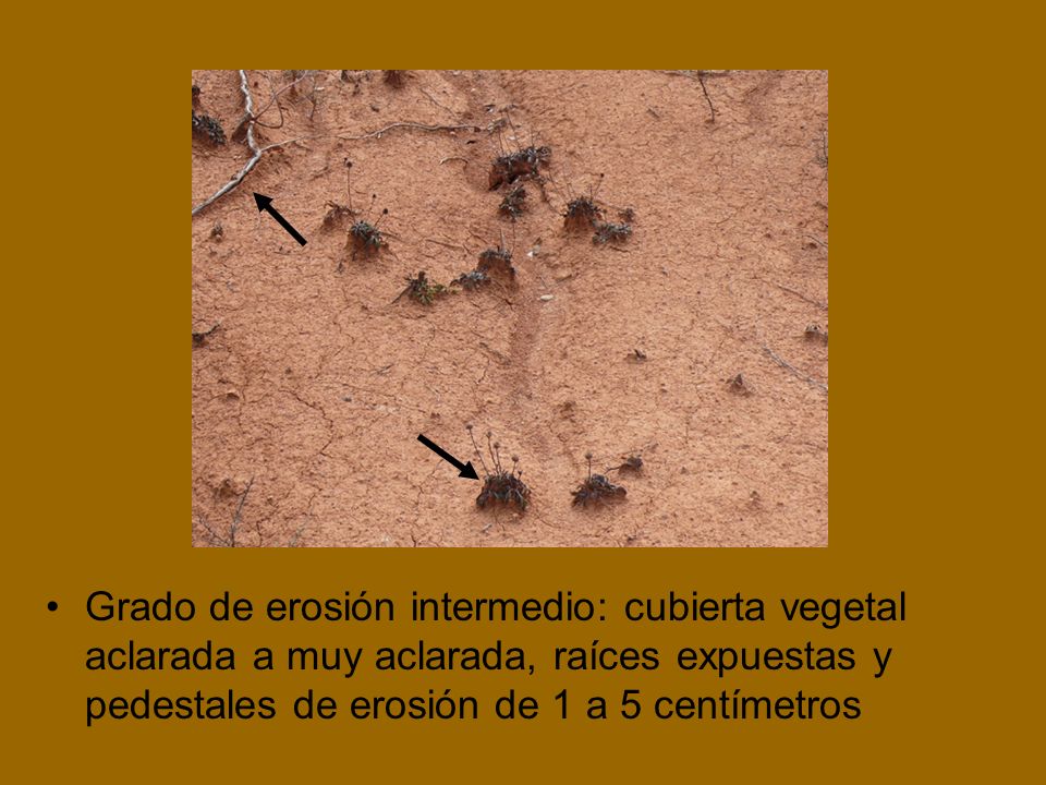 Grado de erosión intermedio: cubierta vegetal aclarada a muy aclarada, raíces expuestas y pedestales de erosión de 1 a 5 centímetros