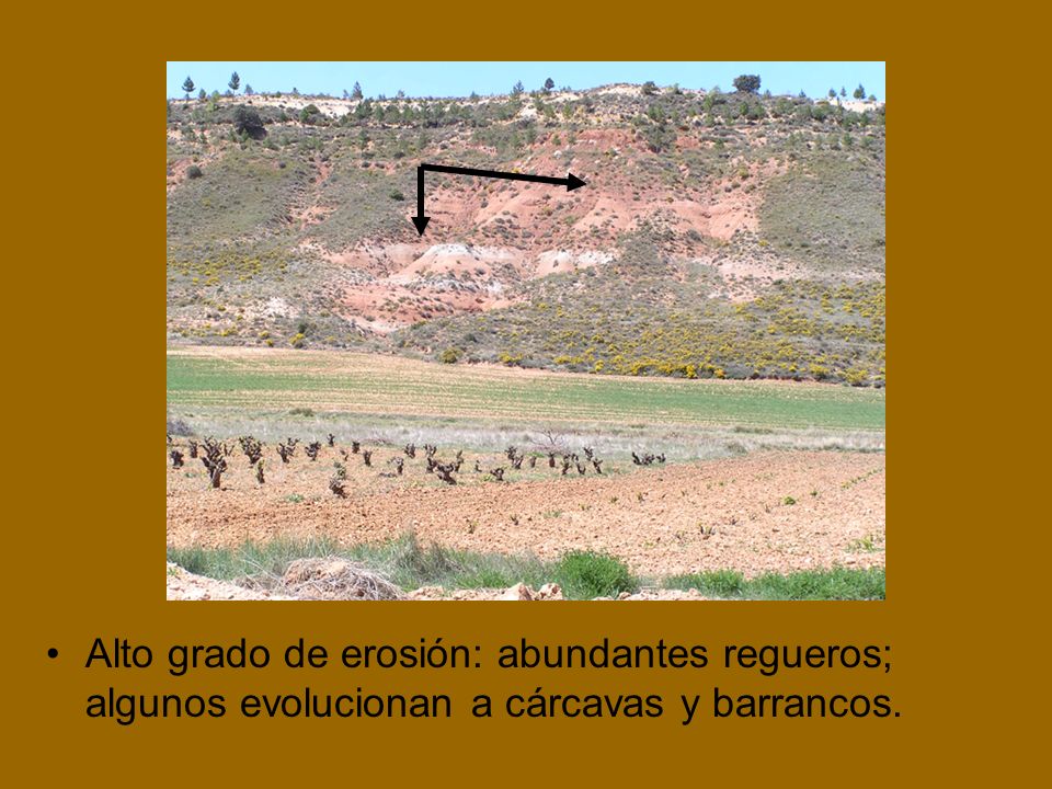 Alto grado de erosión: abundantes regueros; algunos evolucionan a cárcavas y barrancos.