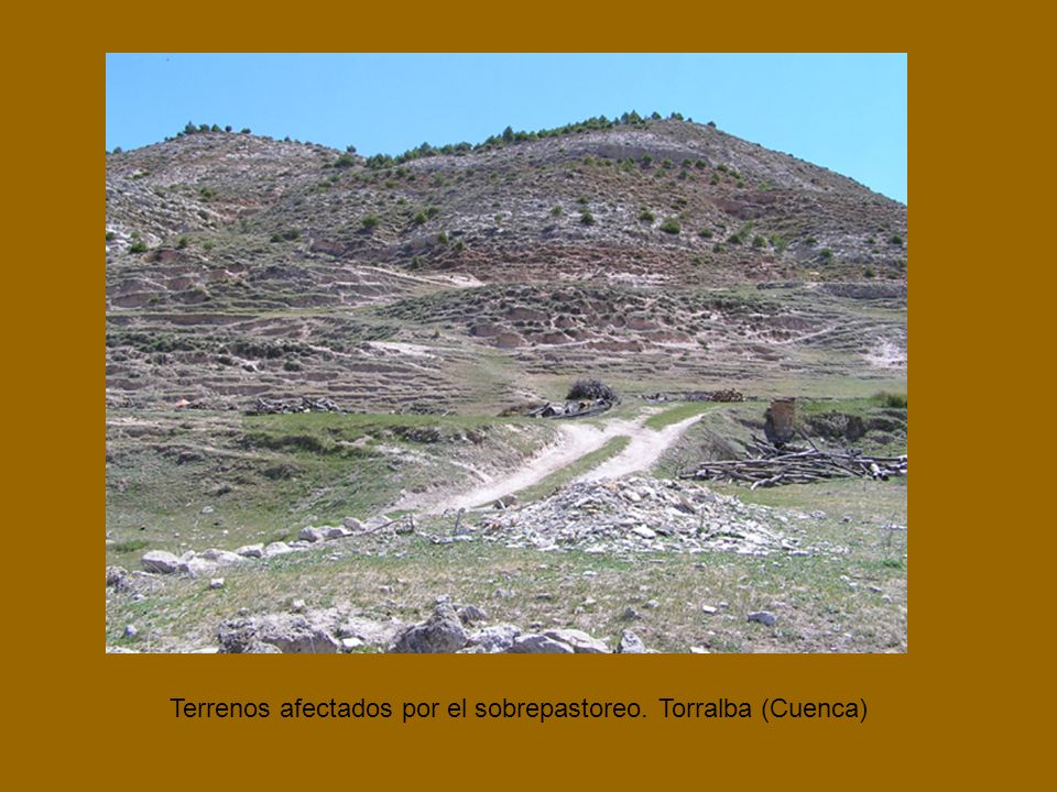 Terrenos afectados por el sobrepastoreo. Torralba (Cuenca)