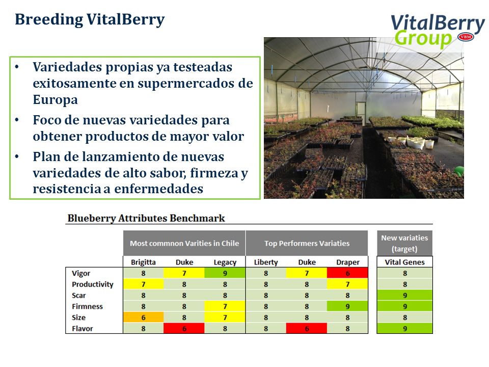 Breeding VitalBerry Variedades propias ya testeadas exitosamente en supermercados de Europa.