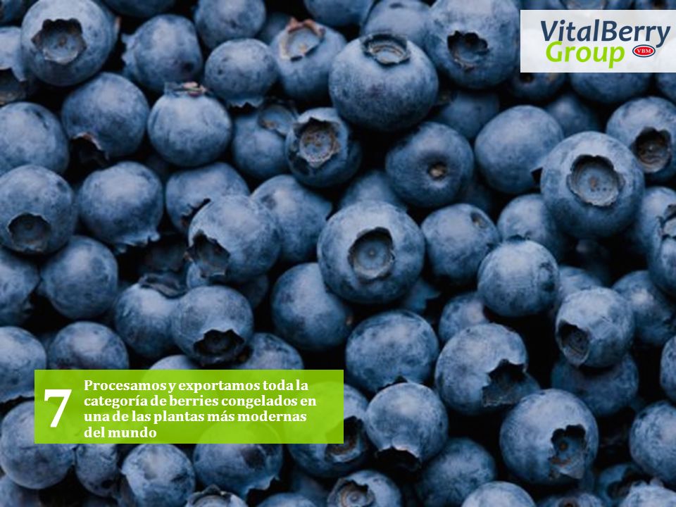 7 Procesamos y exportamos toda la categoría de berries congelados en una de las plantas más modernas del mundo.