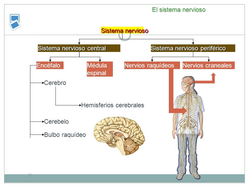 El sistema nervioso Sistema nervioso. Sistema nervioso central. Sistema nervioso periférico. Encéfalo.