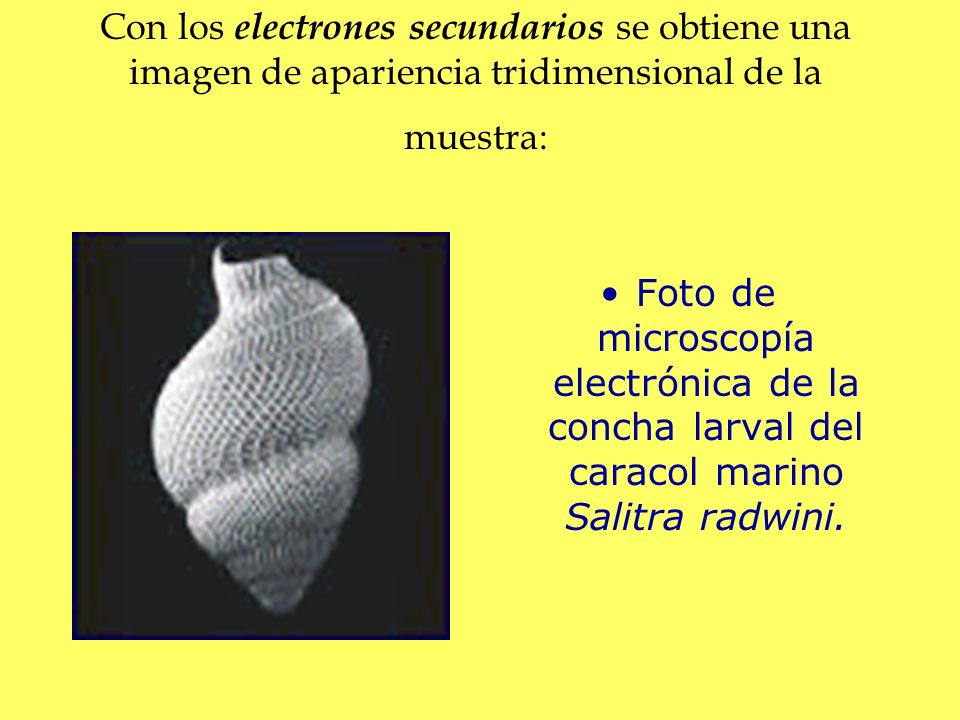 Con los electrones secundarios se obtiene una imagen de apariencia tridimensional de la muestra: