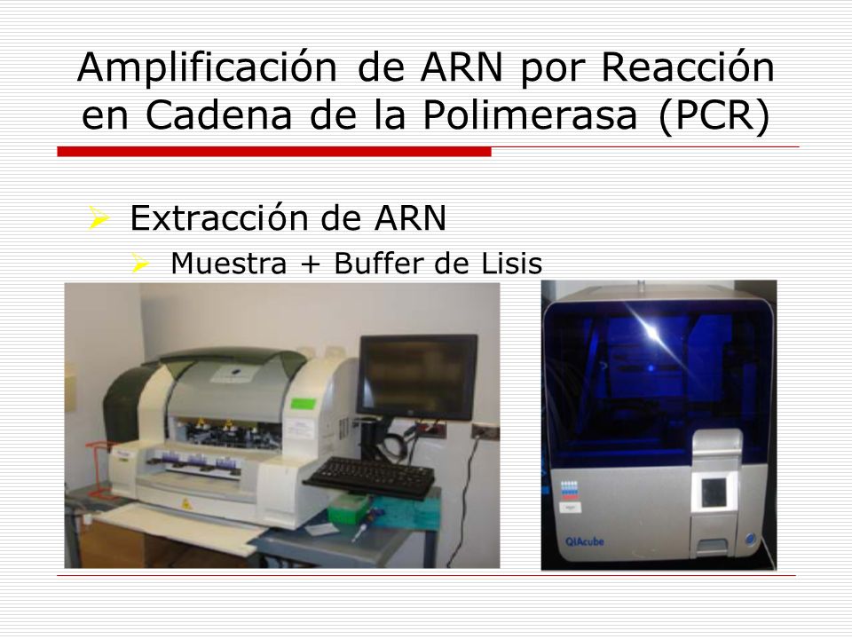 Amplificación de ARN por Reacción en Cadena de la Polimerasa (PCR)