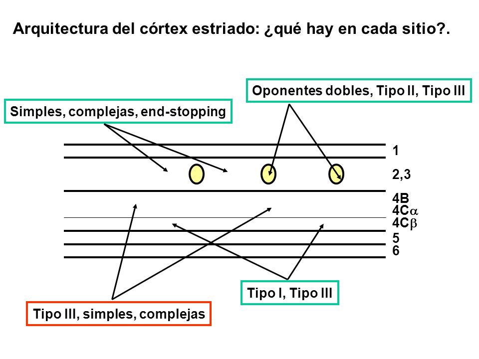 Arquitectura del córtex estriado: ¿qué hay en cada sitio .