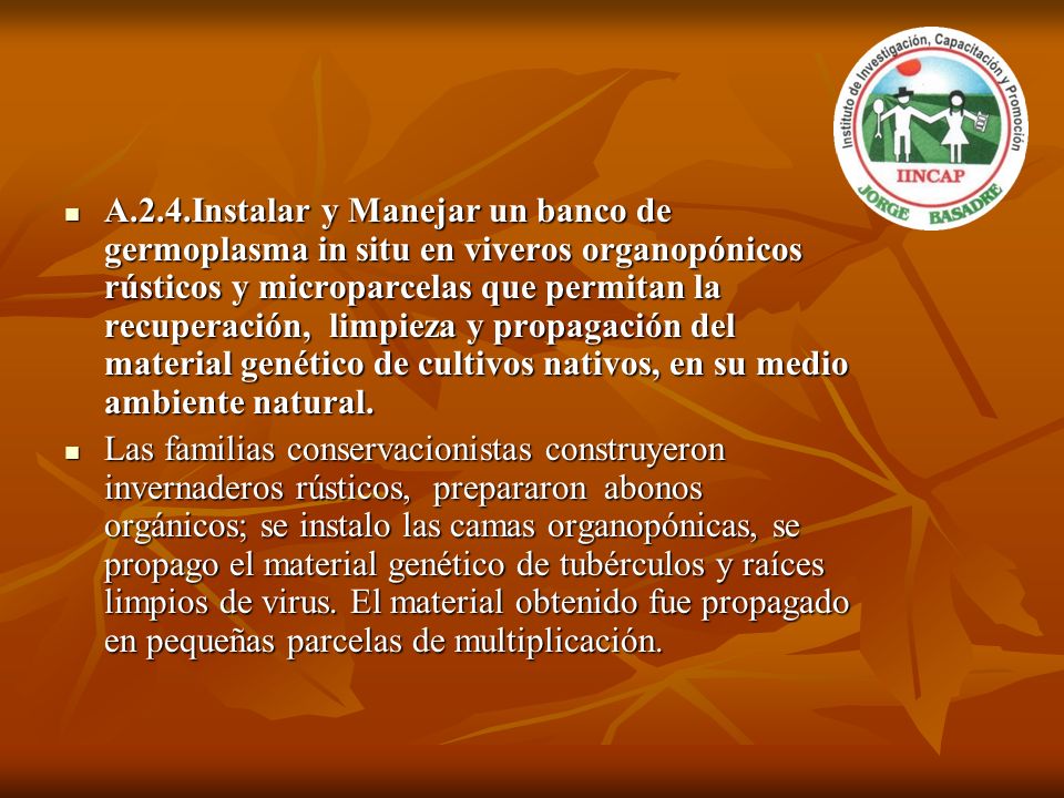 A.2.4.Instalar y Manejar un banco de germoplasma in situ en viveros organopónicos rústicos y microparcelas que permitan la recuperación, limpieza y propagación del material genético de cultivos nativos, en su medio ambiente natural.
