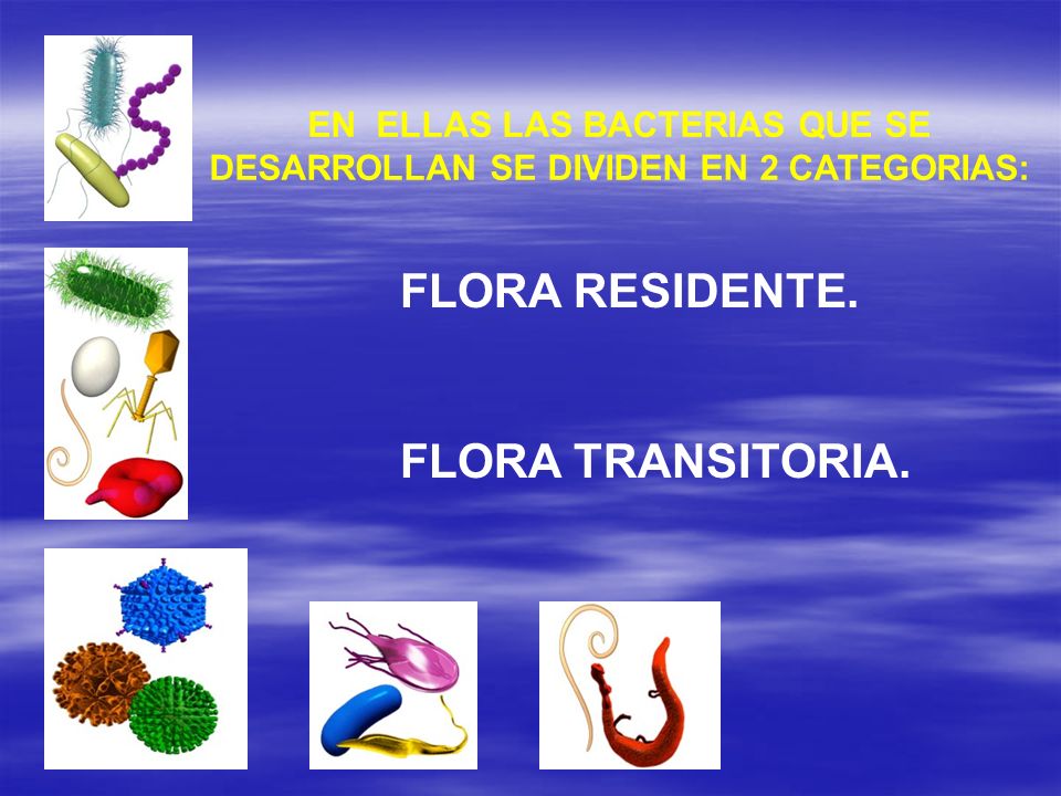 EN ELLAS LAS BACTERIAS QUE SE DESARROLLAN SE DIVIDEN EN 2 CATEGORIAS: