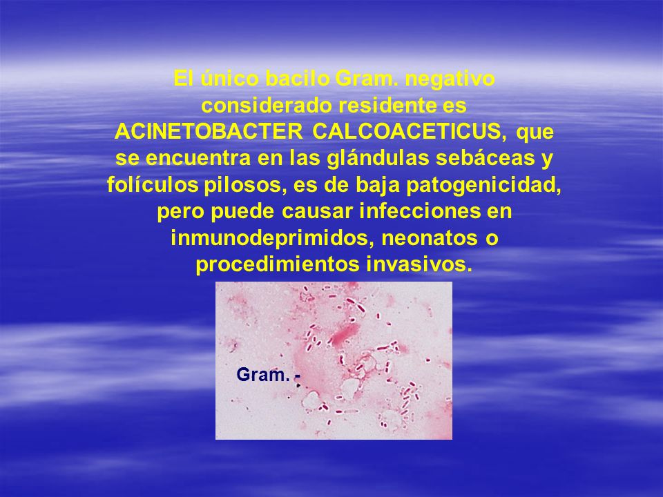 El único bacilo Gram. negativo considerado residente es ACINETOBACTER CALCOACETICUS, que se encuentra en las glándulas sebáceas y folículos pilosos, es de baja patogenicidad, pero puede causar infecciones en inmunodeprimidos, neonatos o procedimientos invasivos.