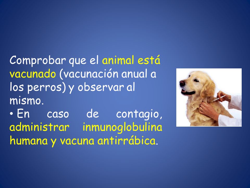 Comprobar que el animal está vacunado (vacunación anual a los perros) y observar al mismo.