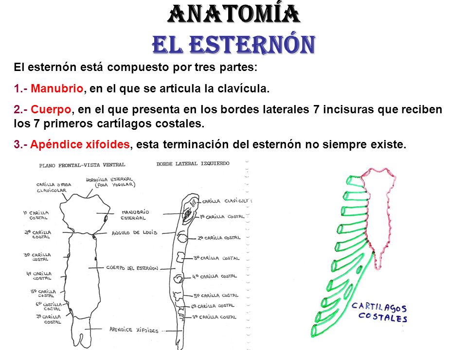 Anatomía el esternón El esternón está compuesto por tres partes: