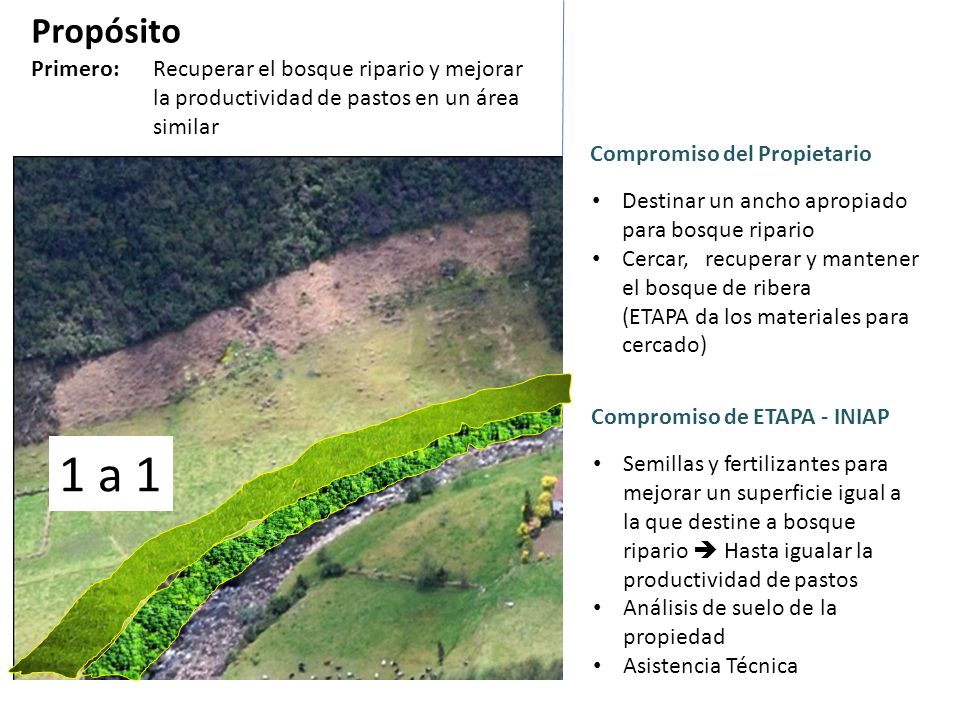 Propósito Primero: Recuperar el bosque ripario y mejorar la productividad de pastos en un área similar.