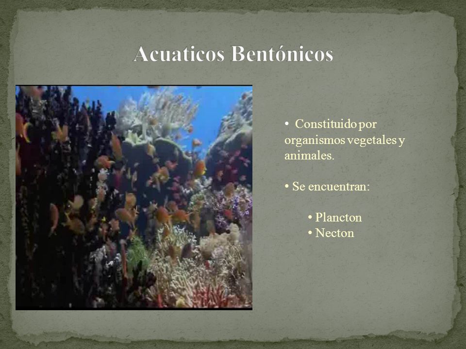 Acuaticos Bentónicos Constituido por organismos vegetales y animales.