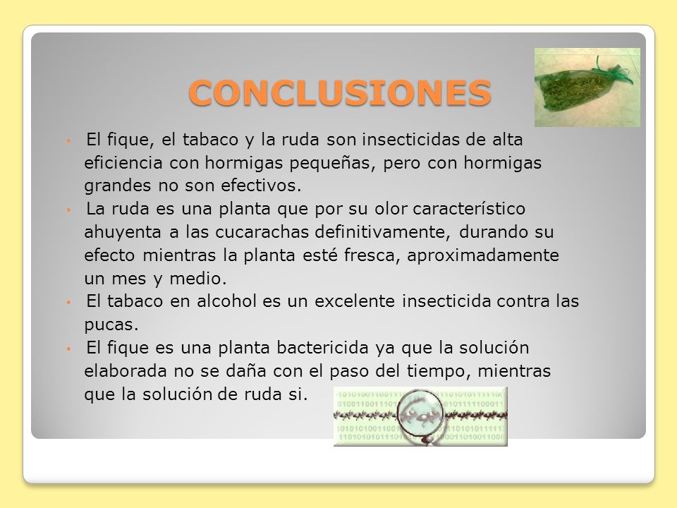 CONCLUSIONES El fique, el tabaco y la ruda son insecticidas de alta