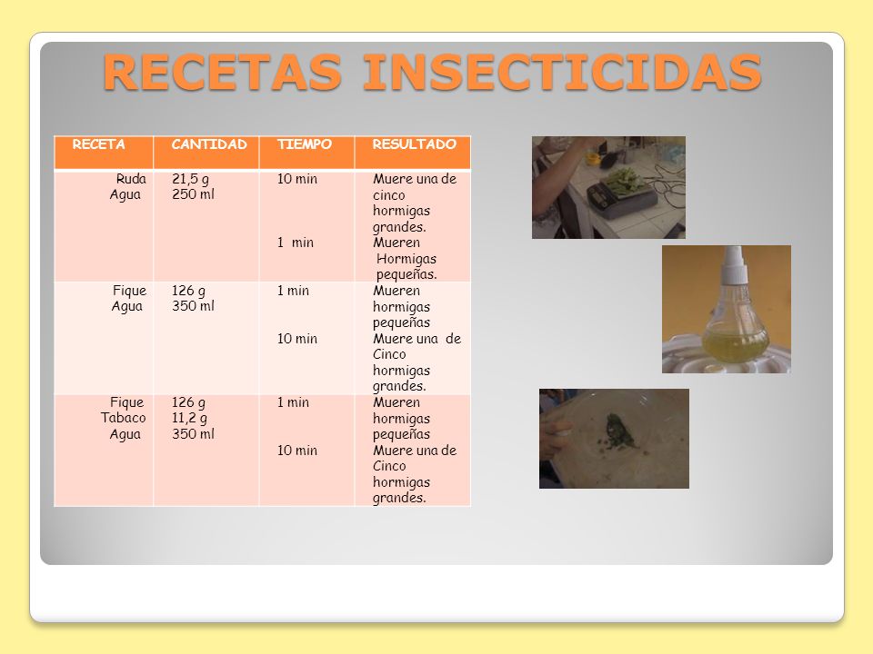 RECETAS INSECTICIDAS RECETA CANTIDAD TIEMPO RESULTADO Ruda Agua 21,5 g