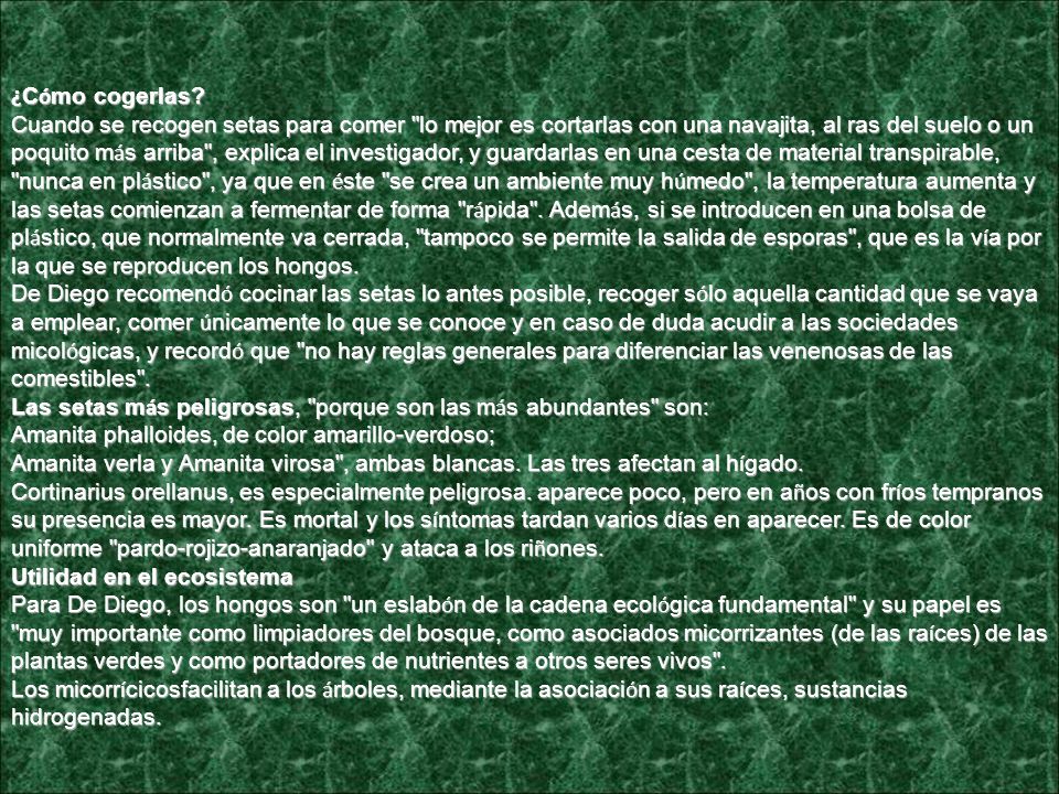 ¿Cómo cogerlas Cuando se recogen setas para comer lo mejor es cortarlas con una navajita, al ras del suelo o un poquito más arriba , explica el investigador, y guardarlas en una cesta de material transpirable, nunca en plástico , ya que en éste se crea un ambiente muy húmedo , la temperatura aumenta y las setas comienzan a fermentar de forma rápida . Además, si se introducen en una bolsa de plástico, que normalmente va cerrada, tampoco se permite la salida de esporas , que es la vía por la que se reproducen los hongos. De Diego recomendó cocinar las setas lo antes posible, recoger sólo aquella cantidad que se vaya a emplear, comer únicamente lo que se conoce y en caso de duda acudir a las sociedades micológicas, y recordó que no hay reglas generales para diferenciar las venenosas de las comestibles .