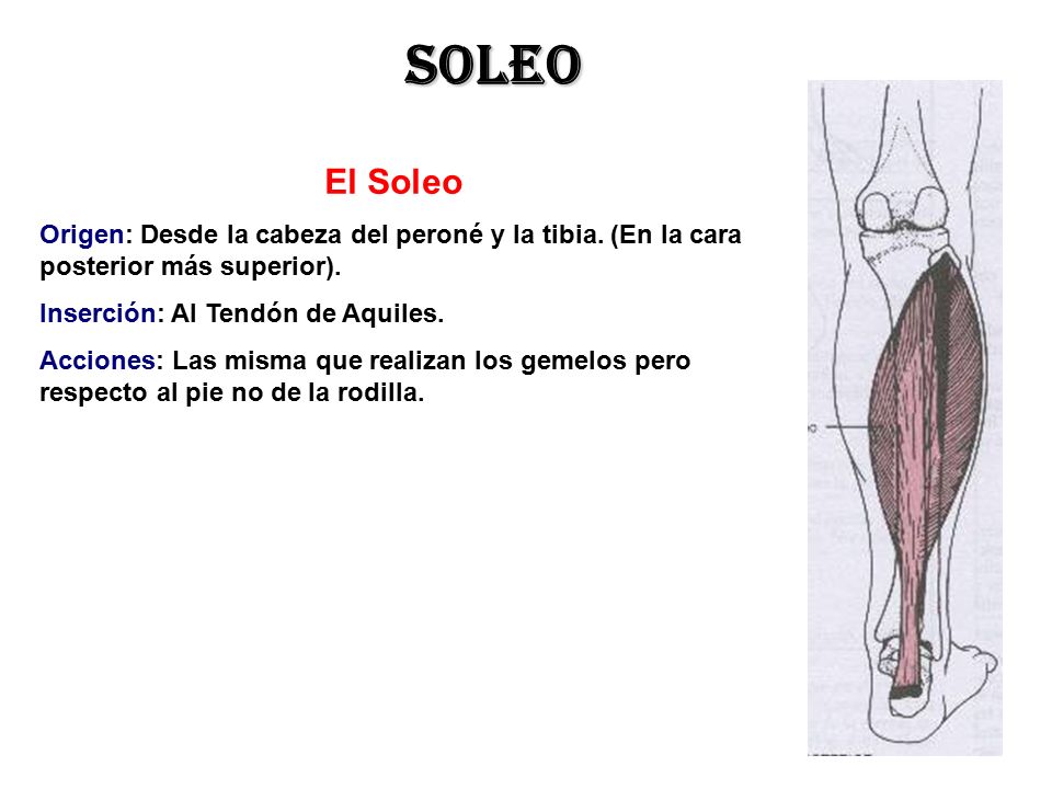soleo El Soleo. Origen: Desde la cabeza del peroné y la tibia. (En la cara posterior más superior).