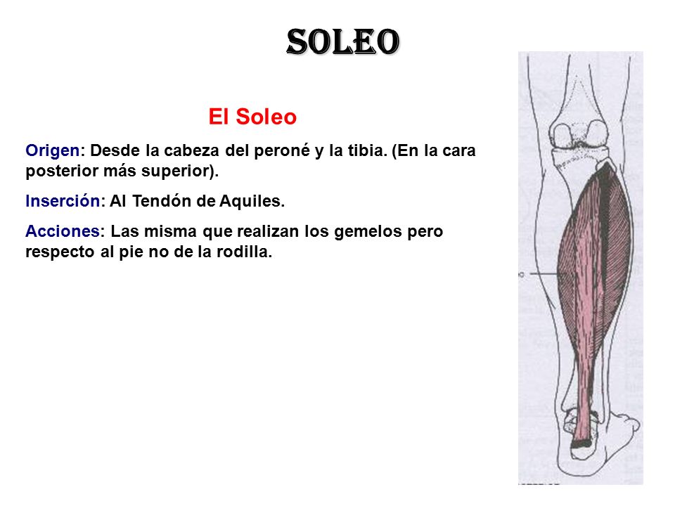 soleo El Soleo. Origen: Desde la cabeza del peroné y la tibia. (En la cara posterior más superior).