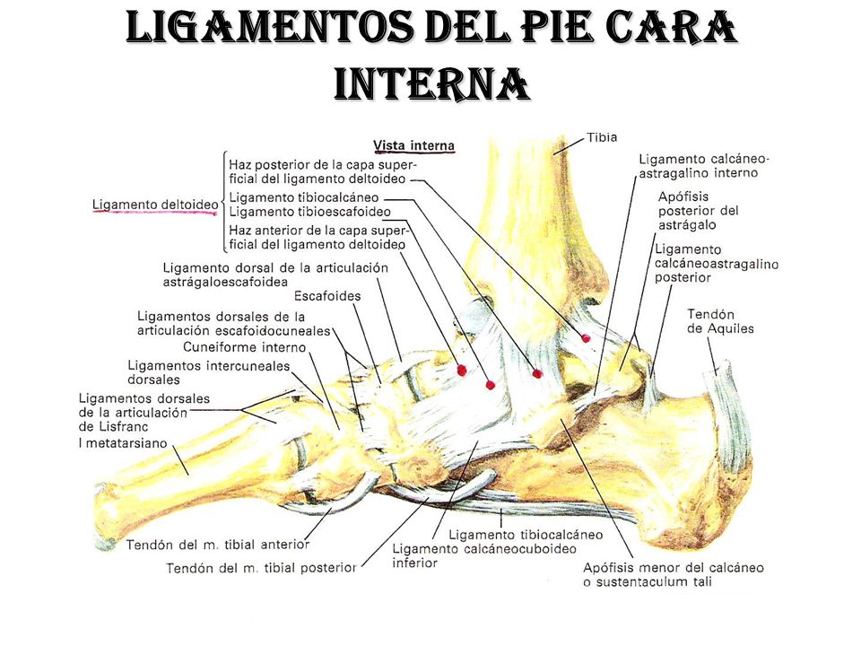 LIGAMENTOS DEL PIE CARA INTERNA