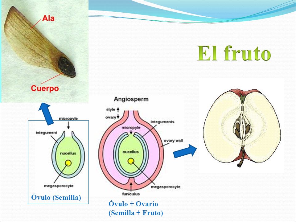El fruto Óvulo (Semilla) Óvulo + Ovario (Semilla + Fruto)