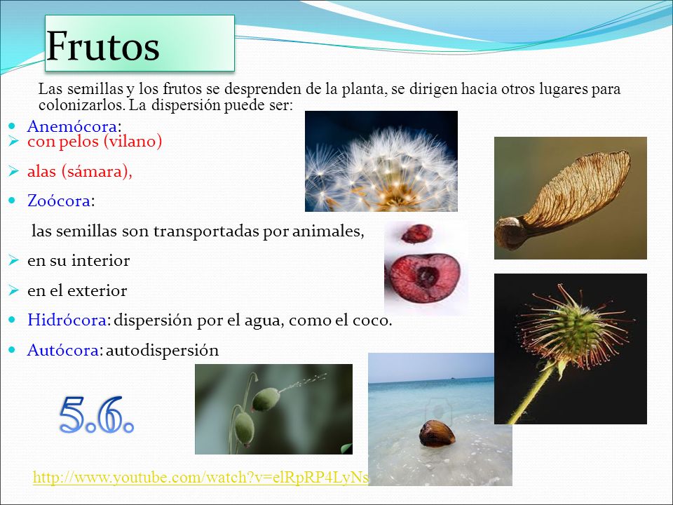 5.6. Frutos Anemócora: con pelos (vilano) alas (sámara), Zoócora: