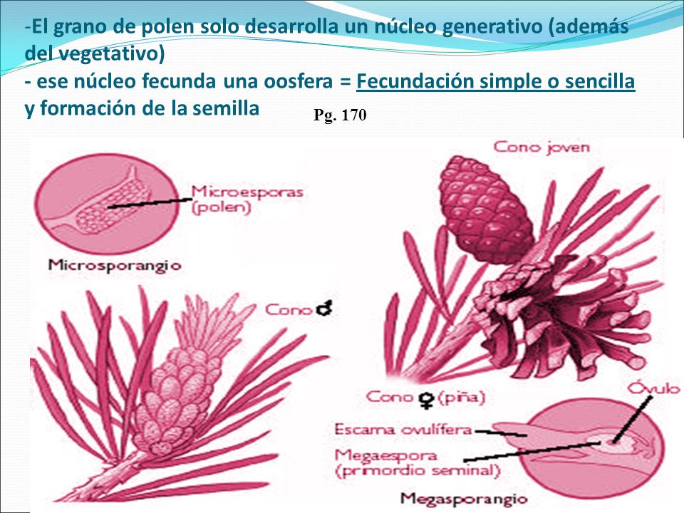 El grano de polen solo desarrolla un núcleo generativo (además del vegetativo) - ese núcleo fecunda una oosfera = Fecundación simple o sencilla y formación de la semilla
