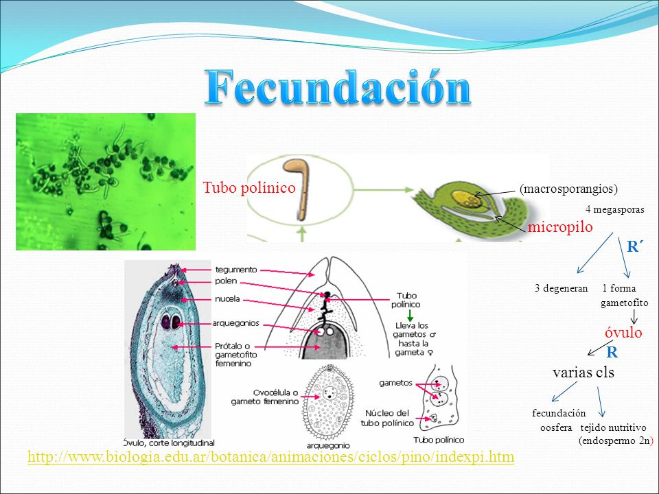 Fecundación Tubo polínico (macrosporangios) 4 megasporas micropilo R´