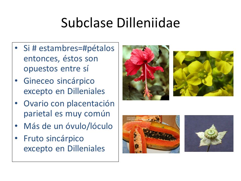 Subclase Dilleniidae Si # estambres=#pétalos entonces, éstos son opuestos entre sí. Gineceo sincárpico excepto en Dilleniales.
