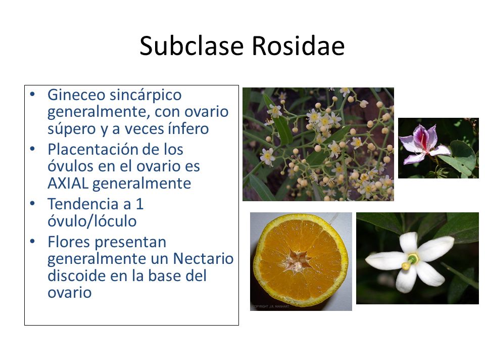 Subclase Rosidae Gineceo sincárpico generalmente, con ovario súpero y a veces ínfero. Placentación de los óvulos en el ovario es AXIAL generalmente.