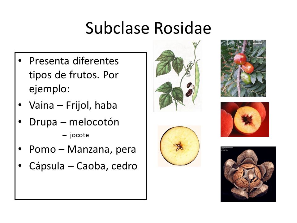 Subclase Rosidae Presenta diferentes tipos de frutos. Por ejemplo: