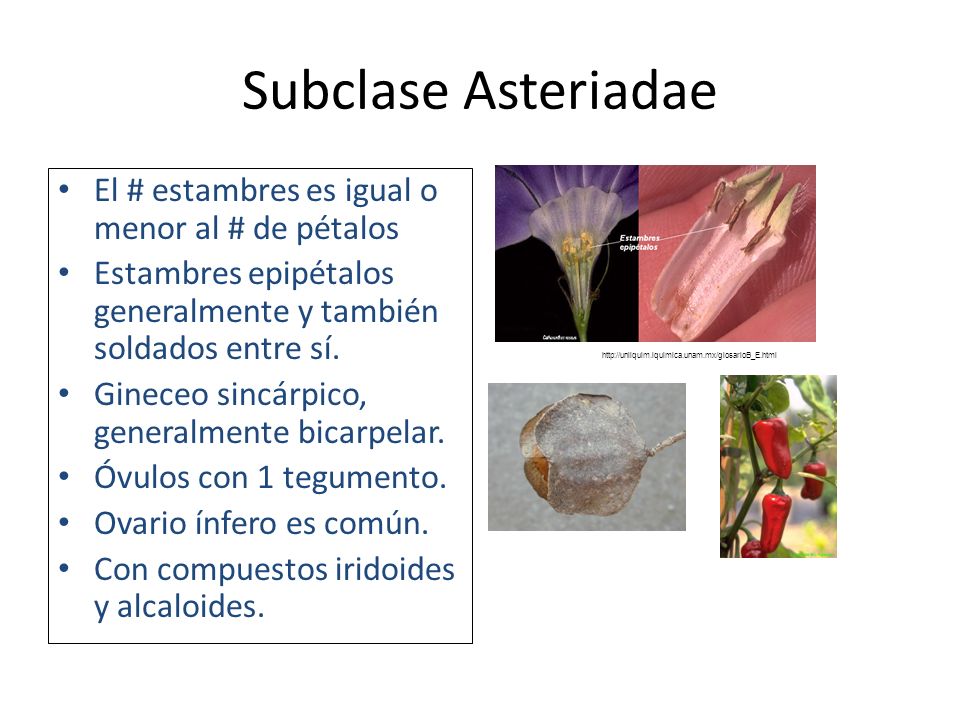 Subclase Asteriadae El # estambres es igual o menor al # de pétalos
