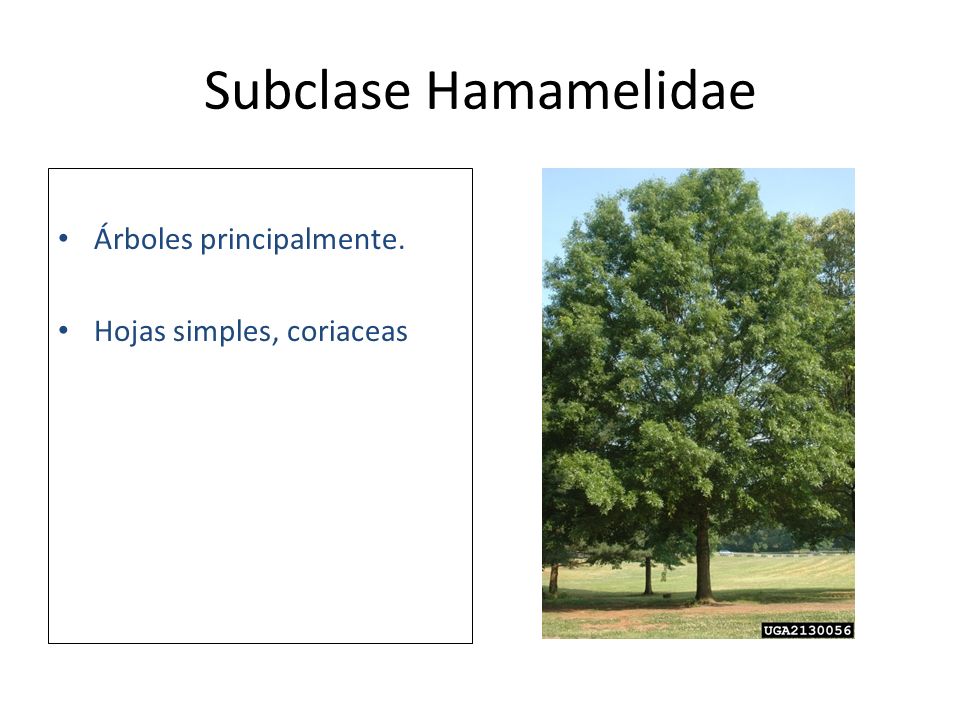Subclase Hamamelidae Árboles principalmente. Hojas simples, coriaceas