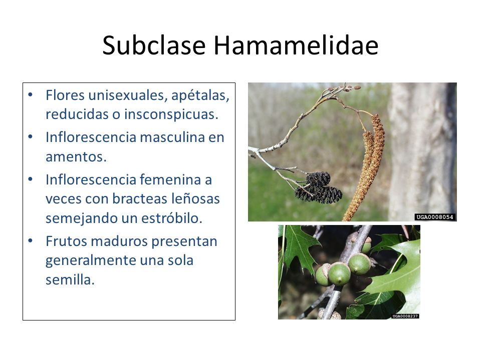 Subclase Hamamelidae Flores unisexuales, apétalas, reducidas o insconspicuas. Inflorescencia masculina en amentos.