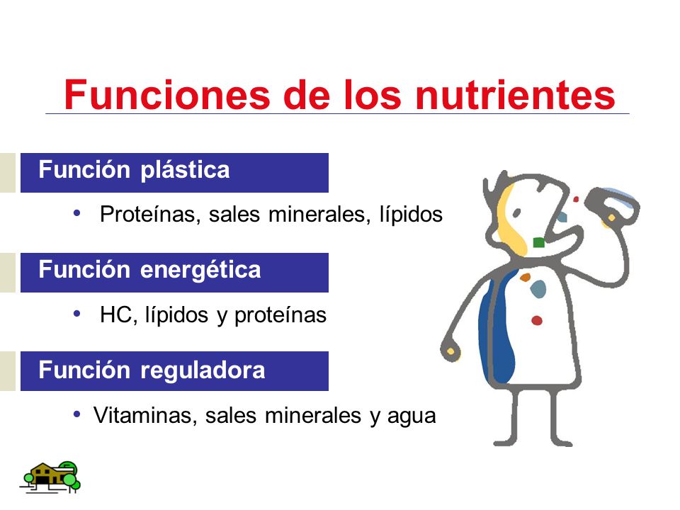 Funciones de los nutrientes