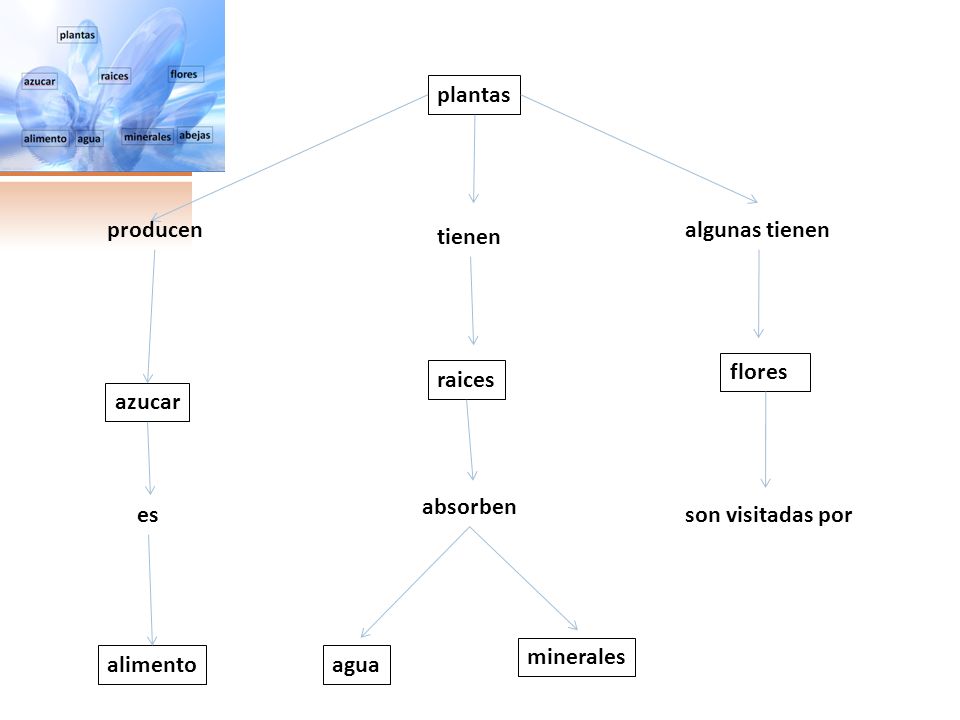 plantas producen. algunas tienen. tienen. flores. raices. azucar. absorben. es. son visitadas por.