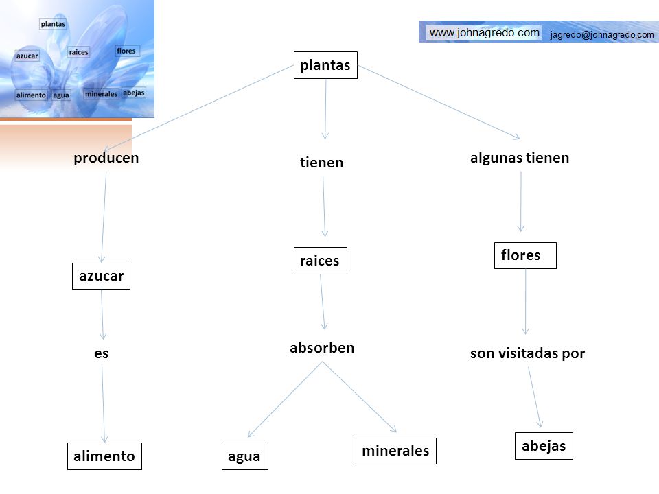 plantas producen. algunas tienen. tienen. flores. raices. azucar. absorben. es. son visitadas por.