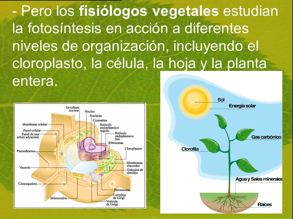 - Pero los fisiólogos vegetales estudian la fotosíntesis en acción a diferentes niveles de organización, incluyendo el cloroplasto, la célula, la hoja y la planta entera.