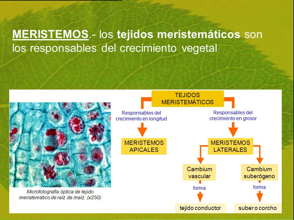 MERISTEMOS.- los tejidos meristemáticos son los responsables del crecimiento vegetal