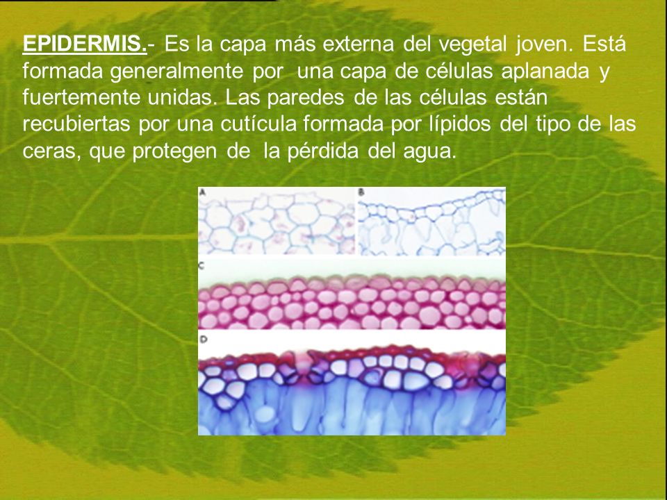 EPIDERMIS. - Es la capa más externa del vegetal joven