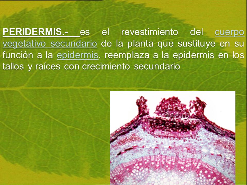 PERIDERMIS.- es el revestimiento del cuerpo vegetativo secundario de la planta que sustituye en su función a la epidermis.