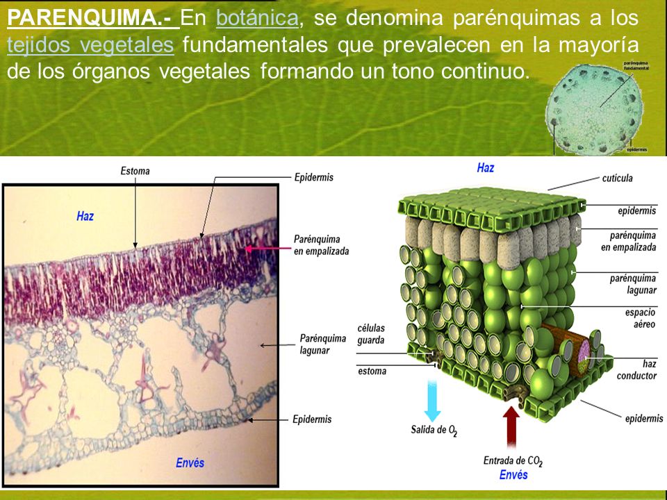 PARENQUIMA.- En botánica, se denomina parénquimas a los tejidos vegetales fundamentales que prevalecen en la mayoría de los órganos vegetales formando un tono continuo.