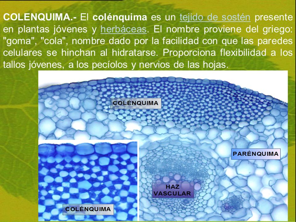 COLENQUIMA.- El colénquima es un tejido de sostén presente en plantas jóvenes y herbáceas.